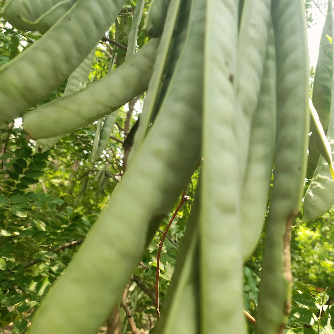 皂林蝉鸣