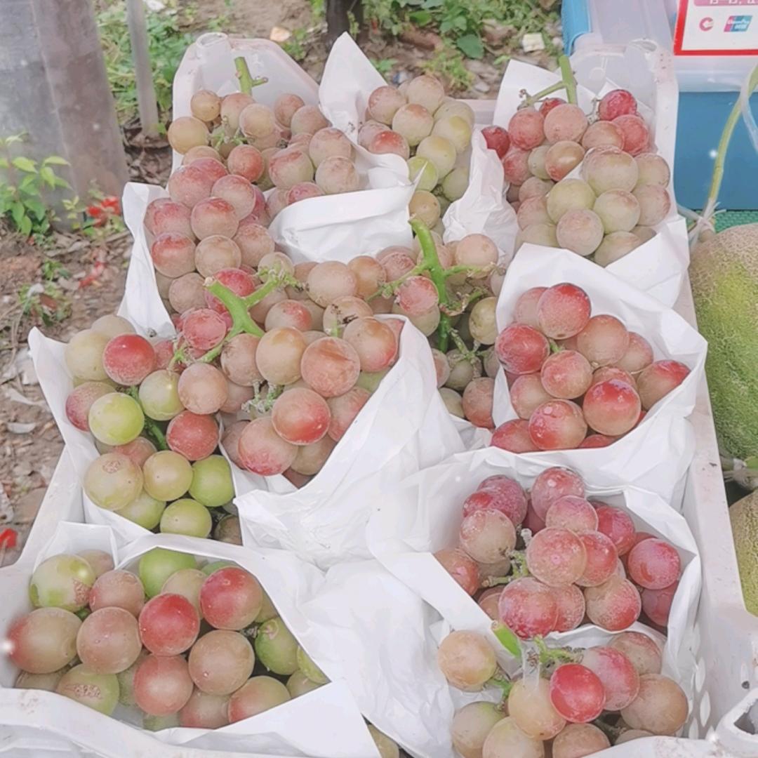 范集水果姐