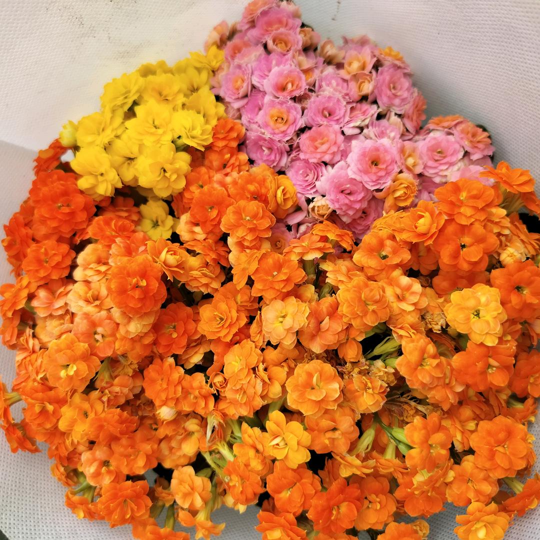 雾里看花