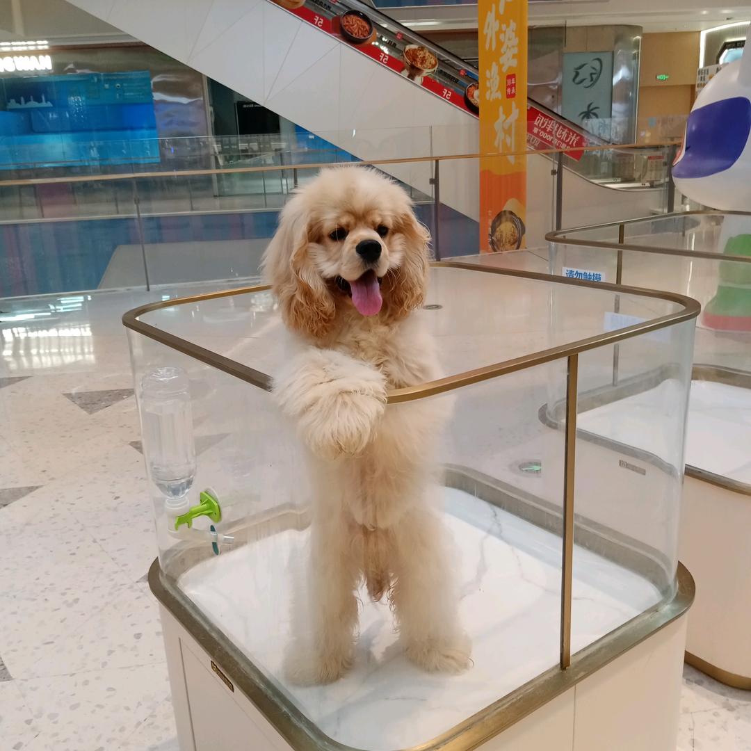 宁波市波迪宠物馆（专业美卡犬繁育基地）