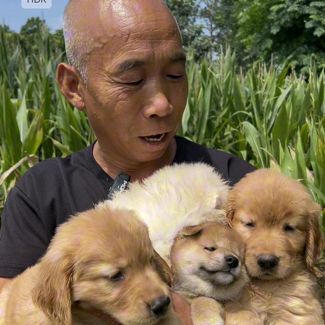 林海犬业
