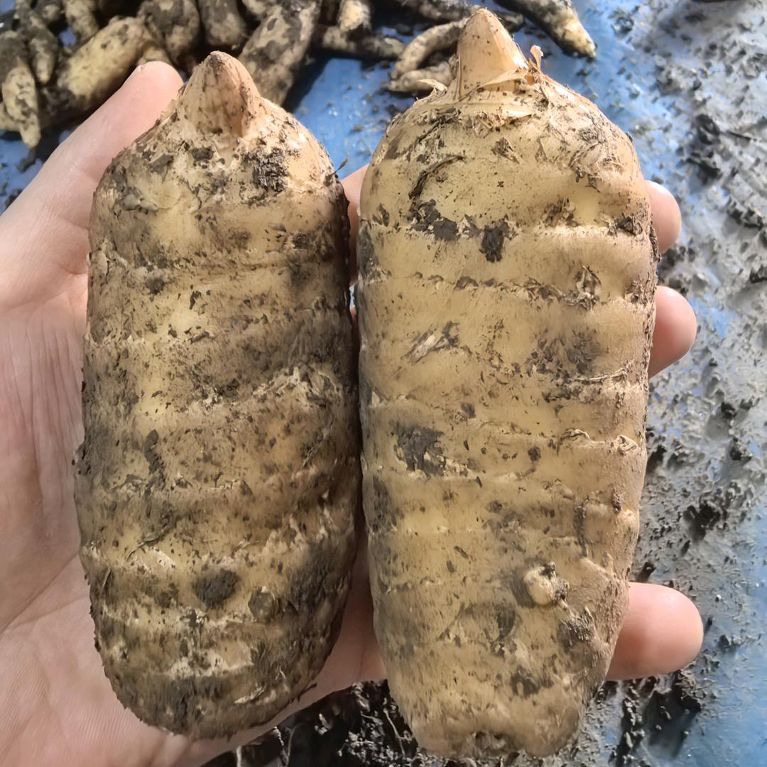 天麻小哥｛直供｝