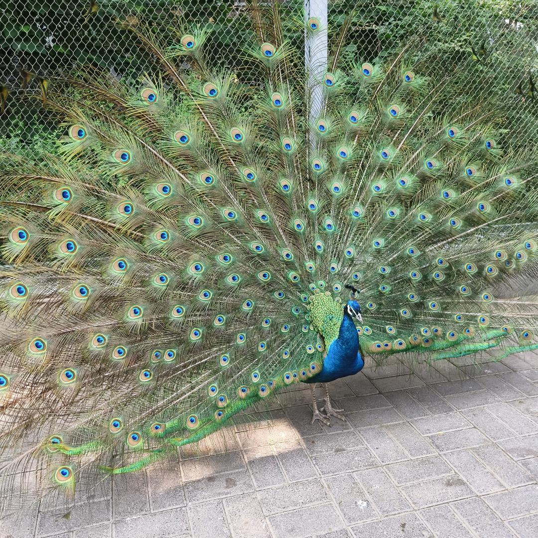 马到成功