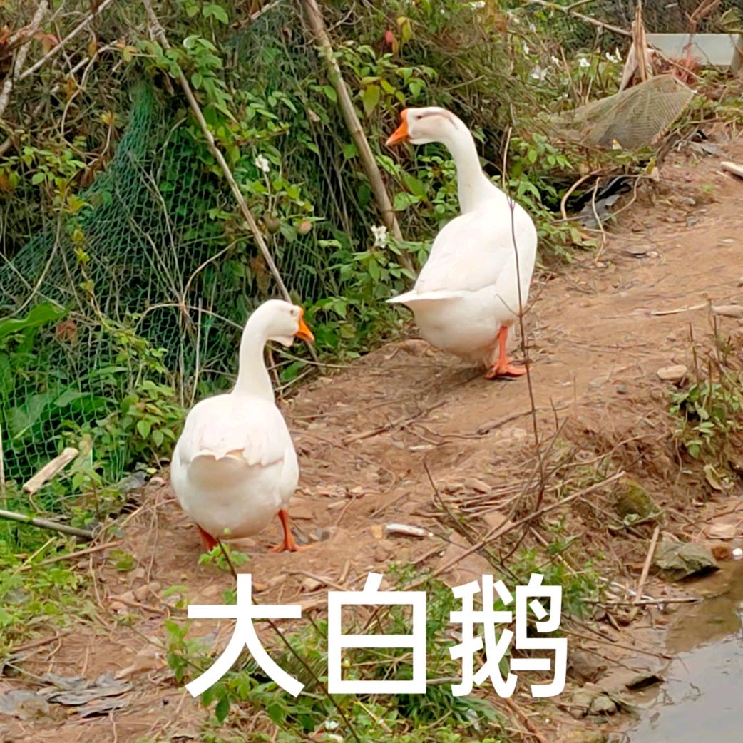 霞浦农村土鸡🐓同城包送包杀𓅭