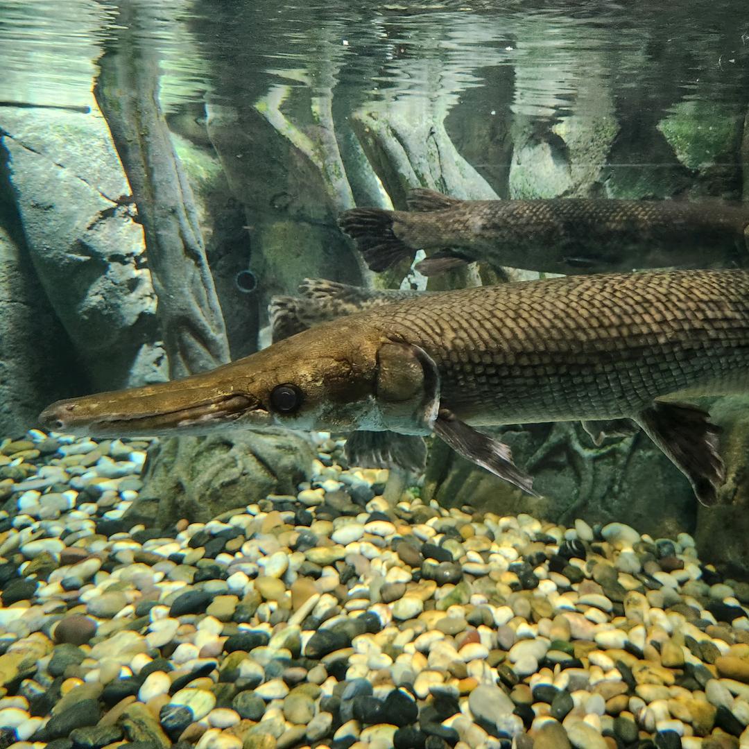 达瓦拒签钓手-茄子