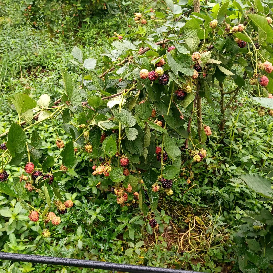 用户6161253366755小飞单身一