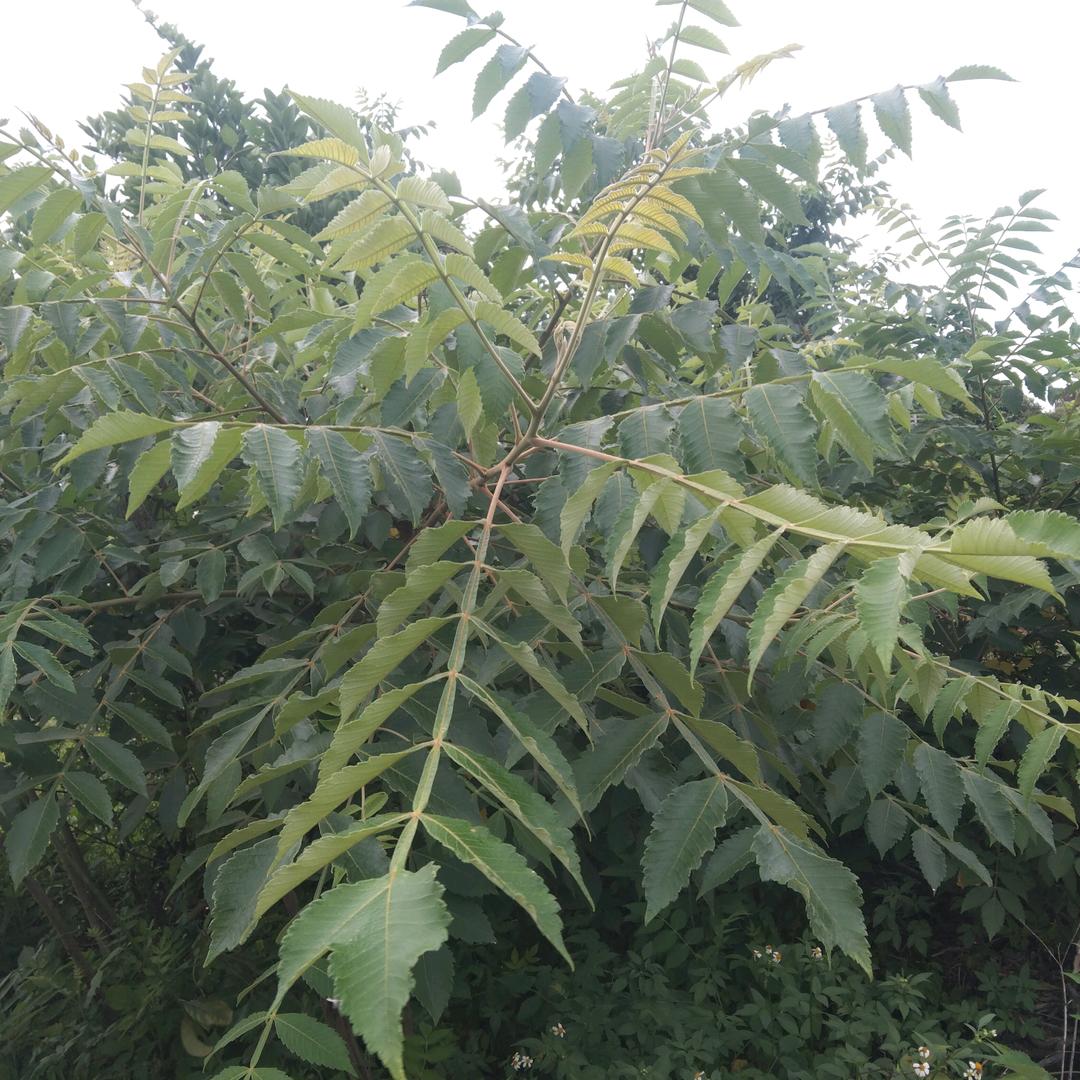 李绪扬