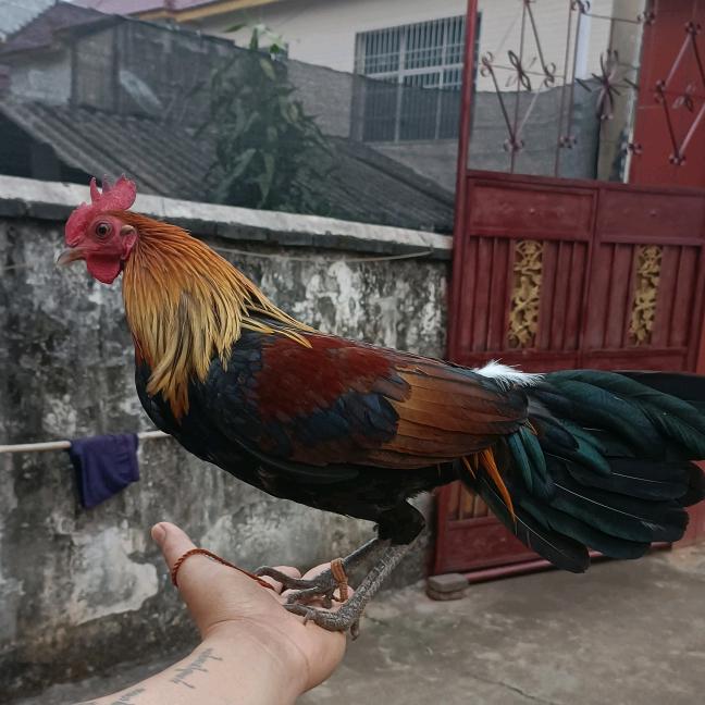 孟定勐哥卖茶花鸡大号