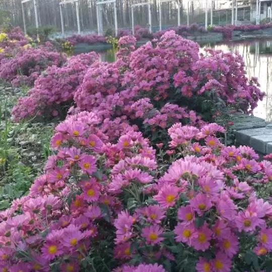 非洲本杜（四月天）