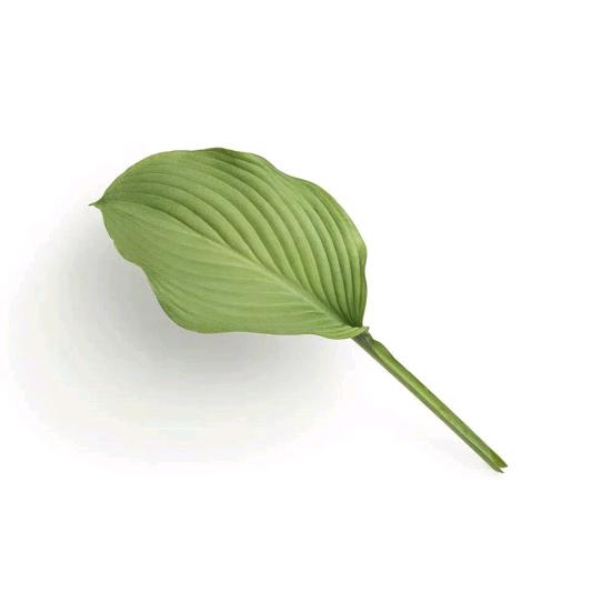 芜蒽