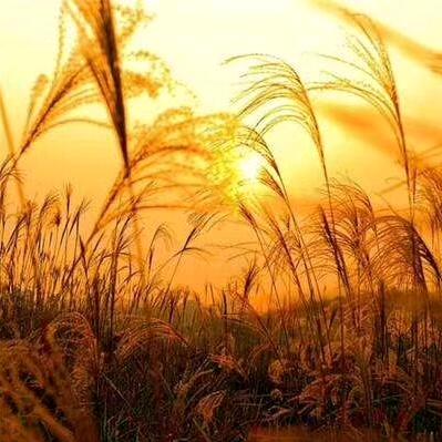 🌈阿向阳而生🍒