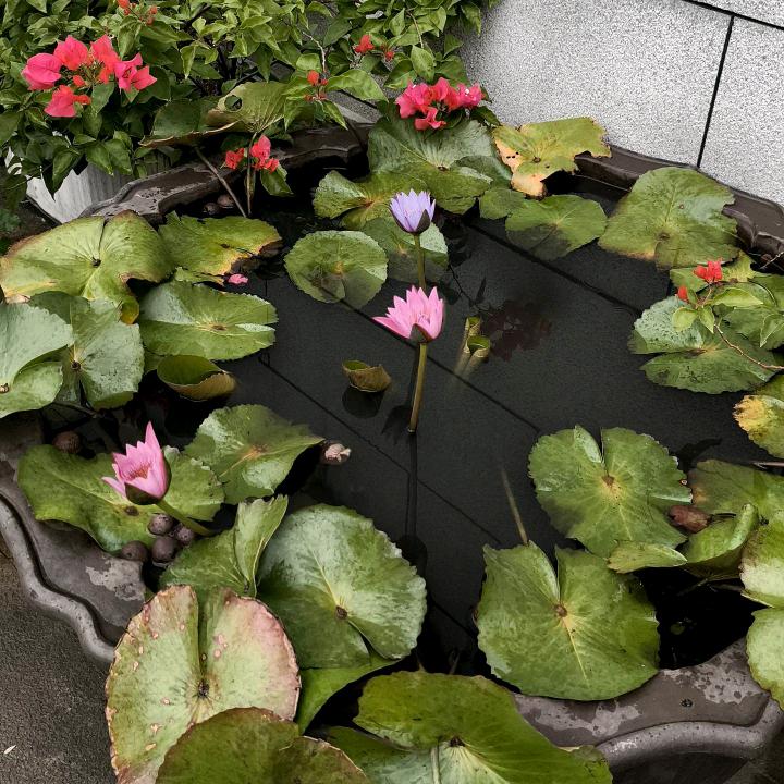 莉林