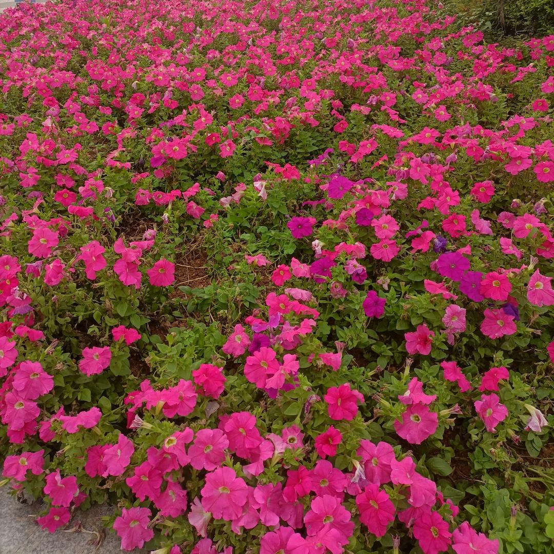 🎄我只🌻在乎你💐