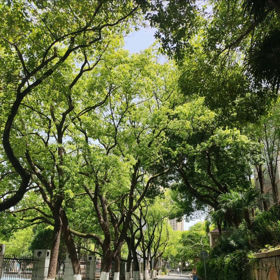 草莓味的棒棒糖