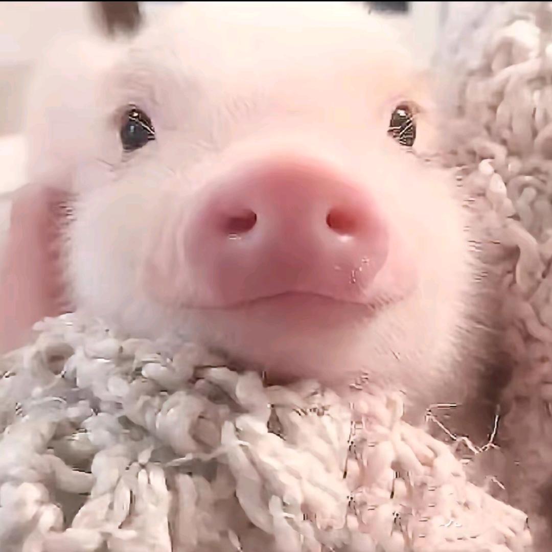 嘿嘿🐷
