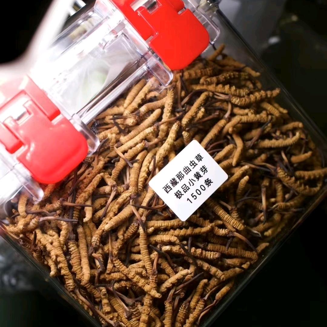 小迪滋补