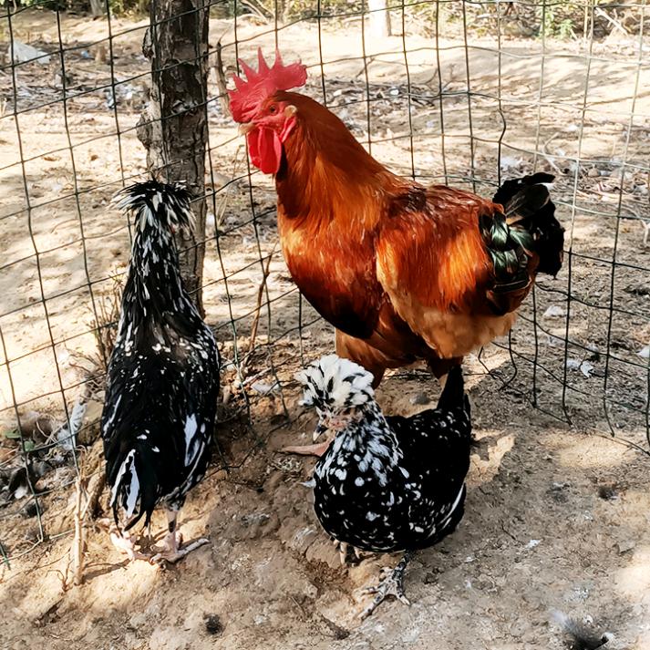 小杨姐溜达鸡农场