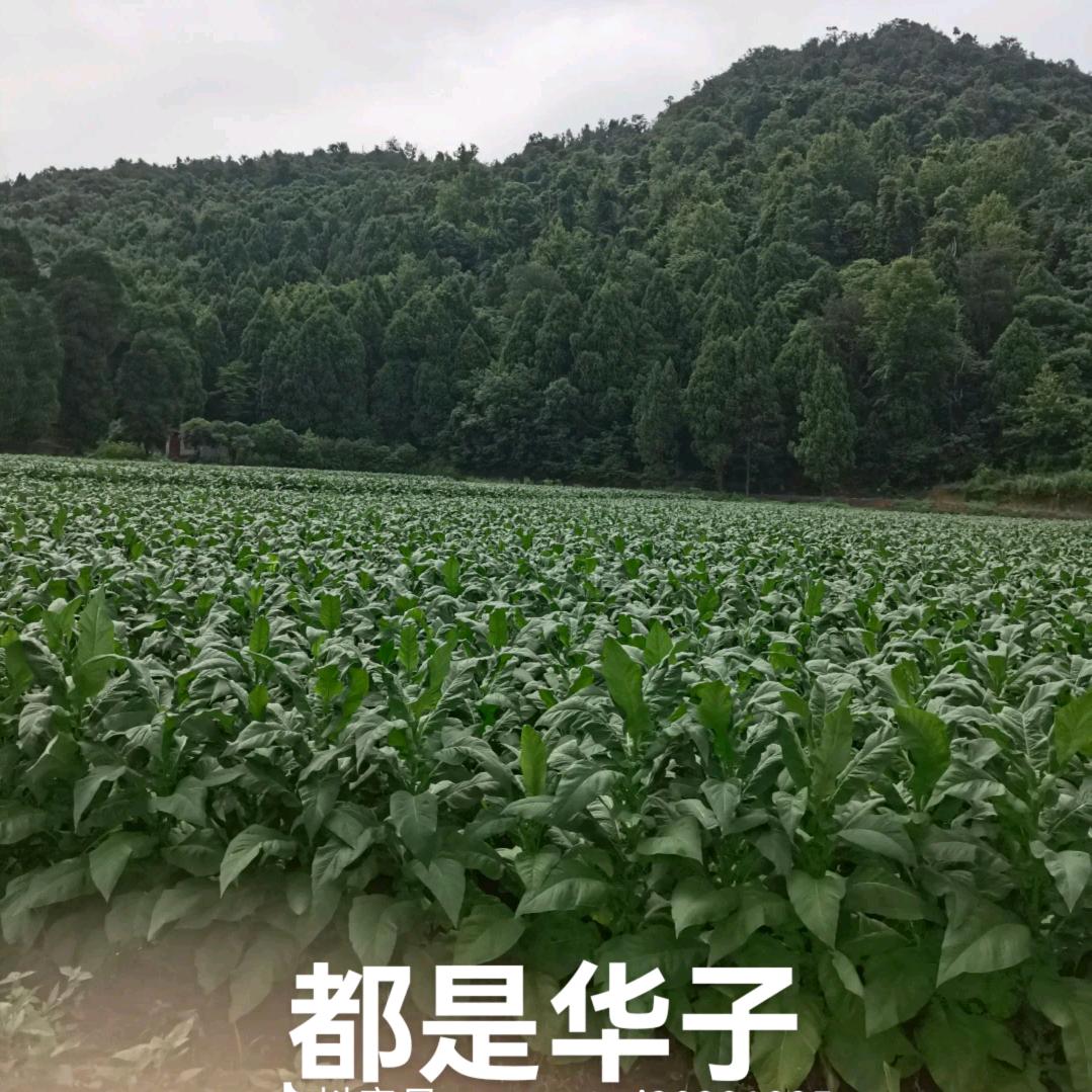 顶峰俱乐部