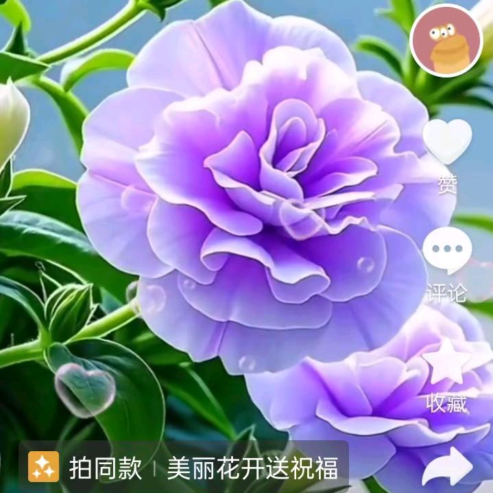 红色玫瑰🌹
