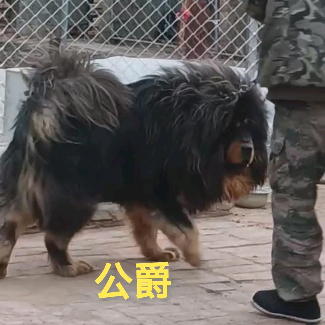东北狮头獒苑