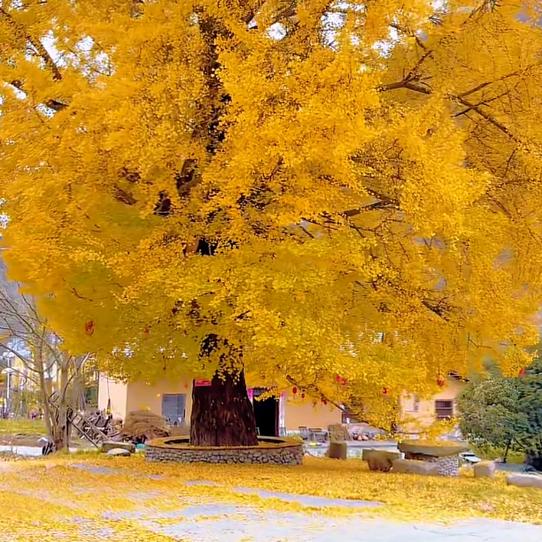 砍掉满遗的头颅