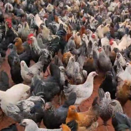 云南山林散养土鸡批发部