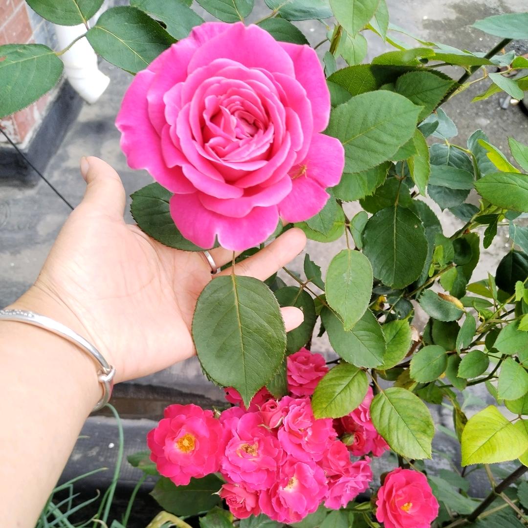 一楼满花香