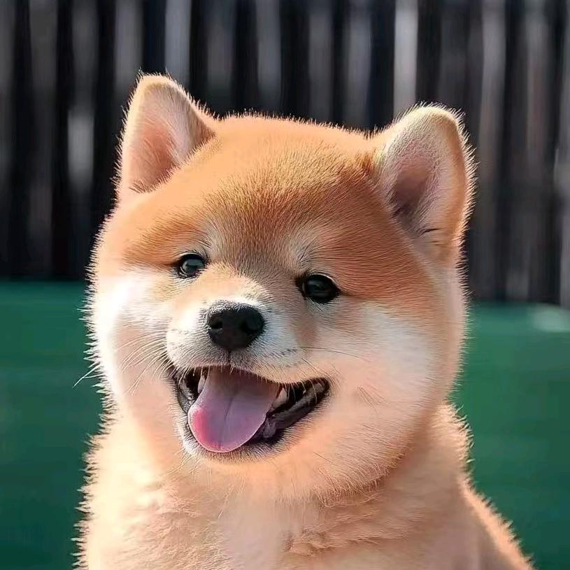 鑫鑫犬舍