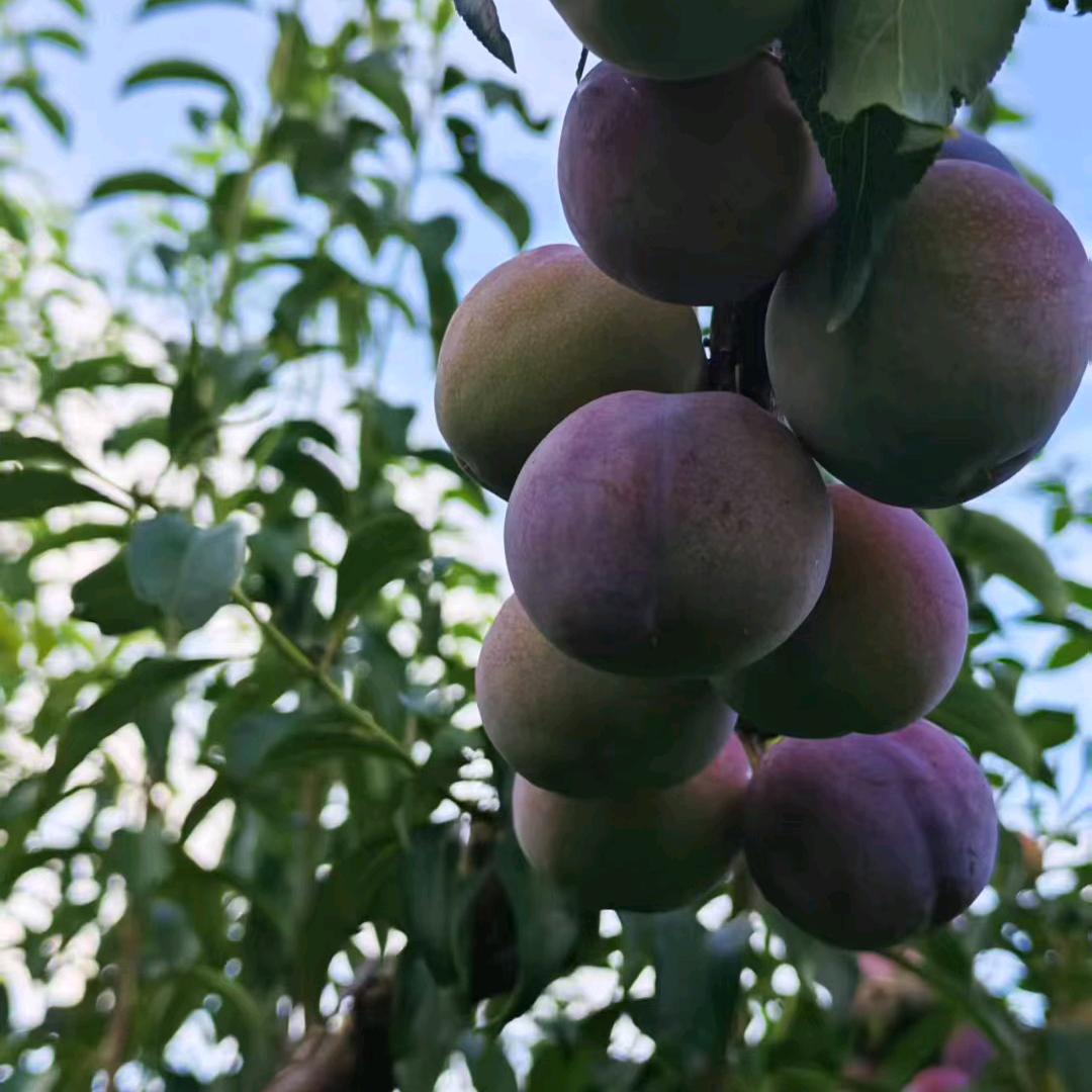 四川冬哥代办，代发各种水果，