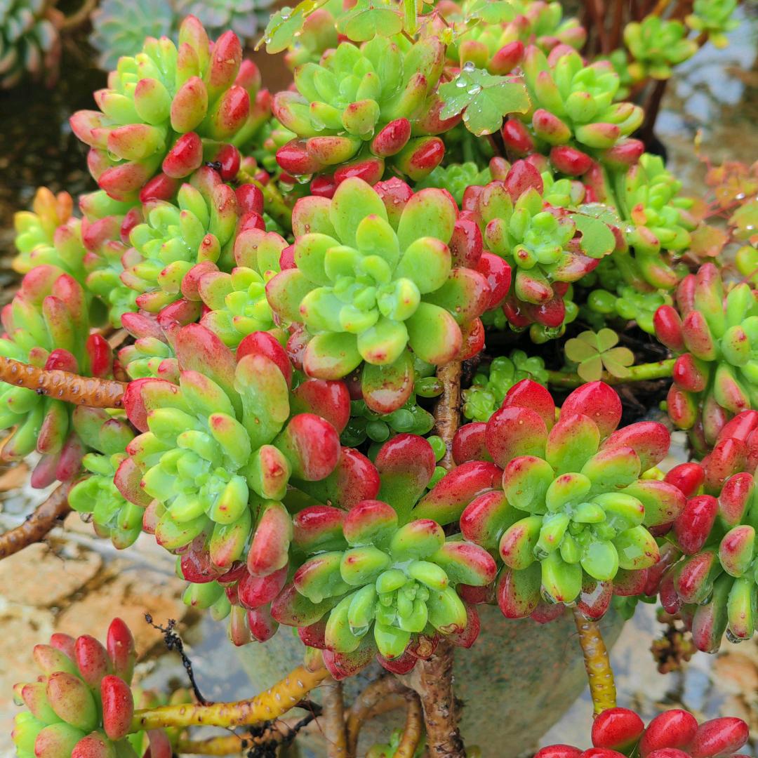 雷姐  露养多肉