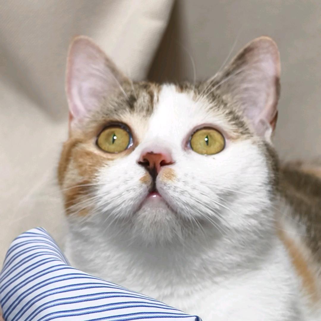 她是我的猫