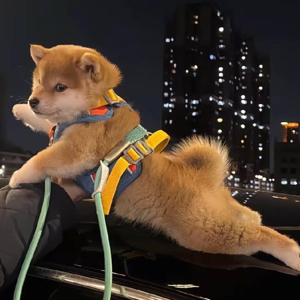 靬枫