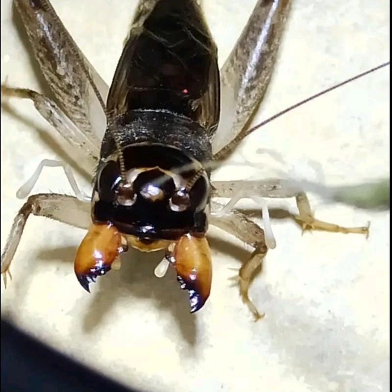 河北小刘秋虫🦗