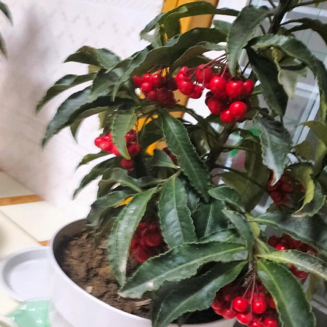 芳