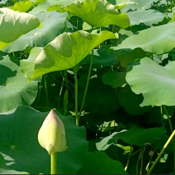 🐒莲藕妹妹🍀