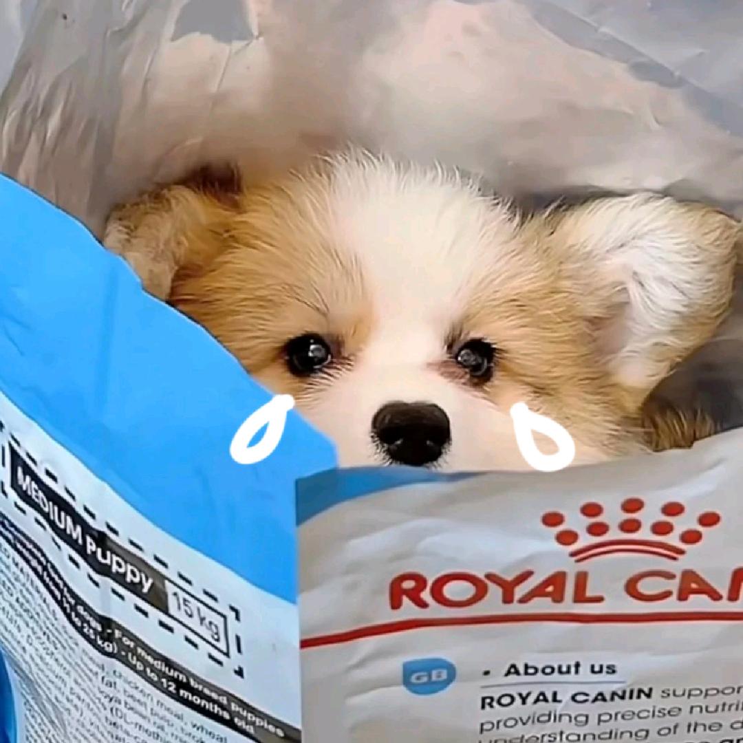 咩咩熊影视