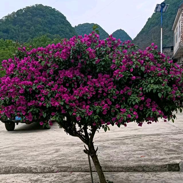 相信自己🌹🌹