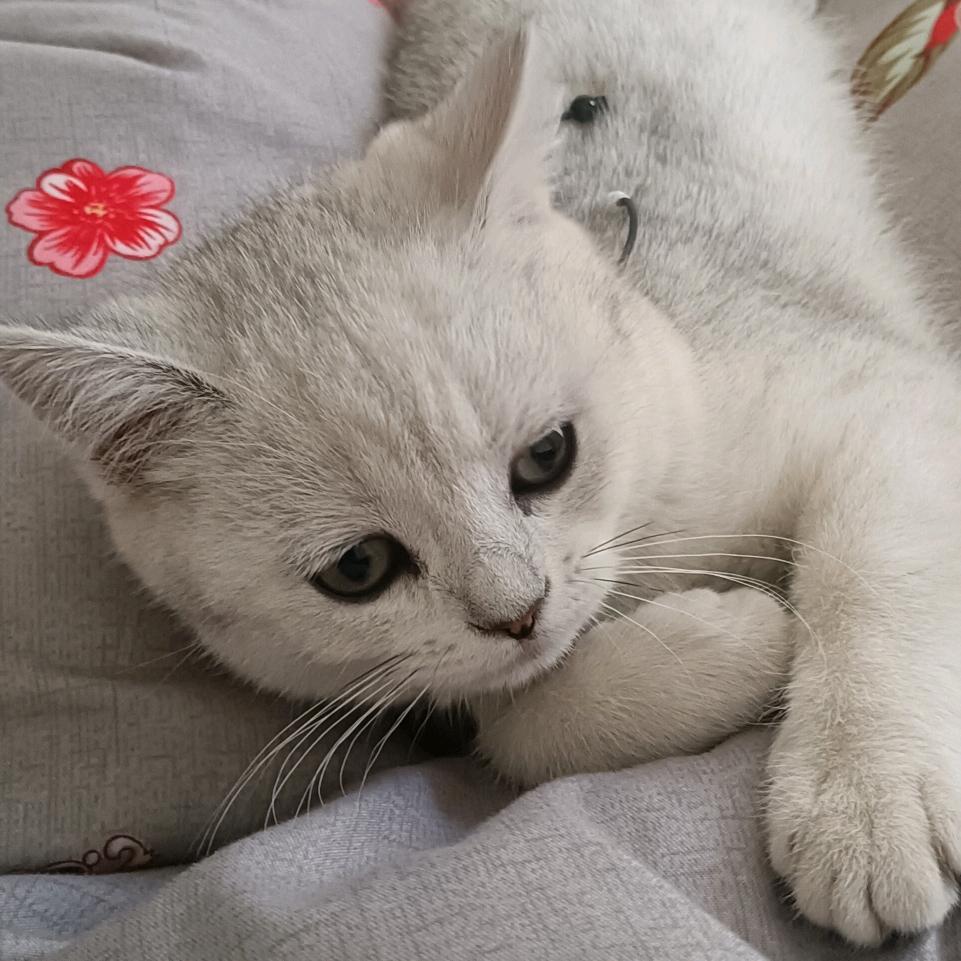 可盐可甜