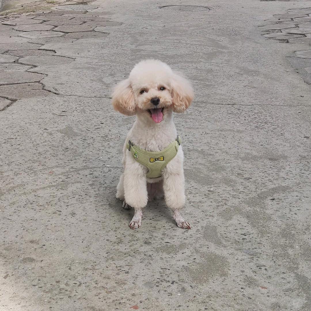 骑牛溜凤🎤