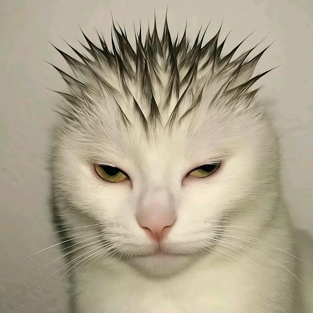 狗屎同鸡屎去稳猫屎冲咖啡