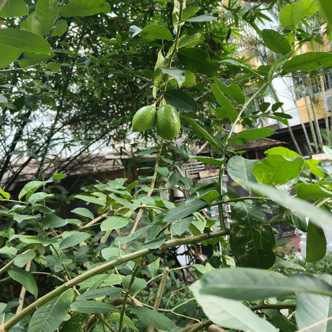 孙少鹏