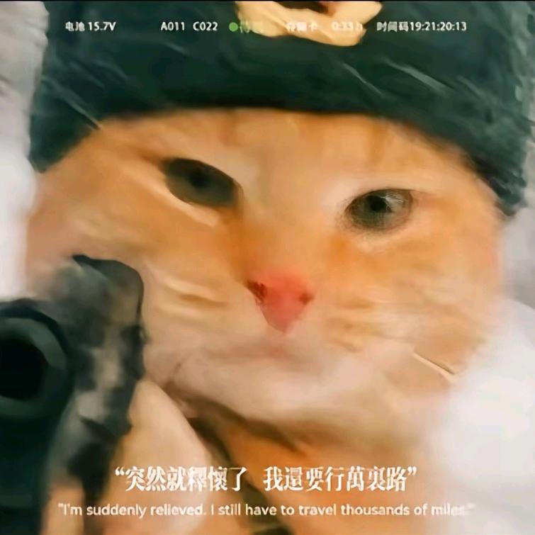 тюлень