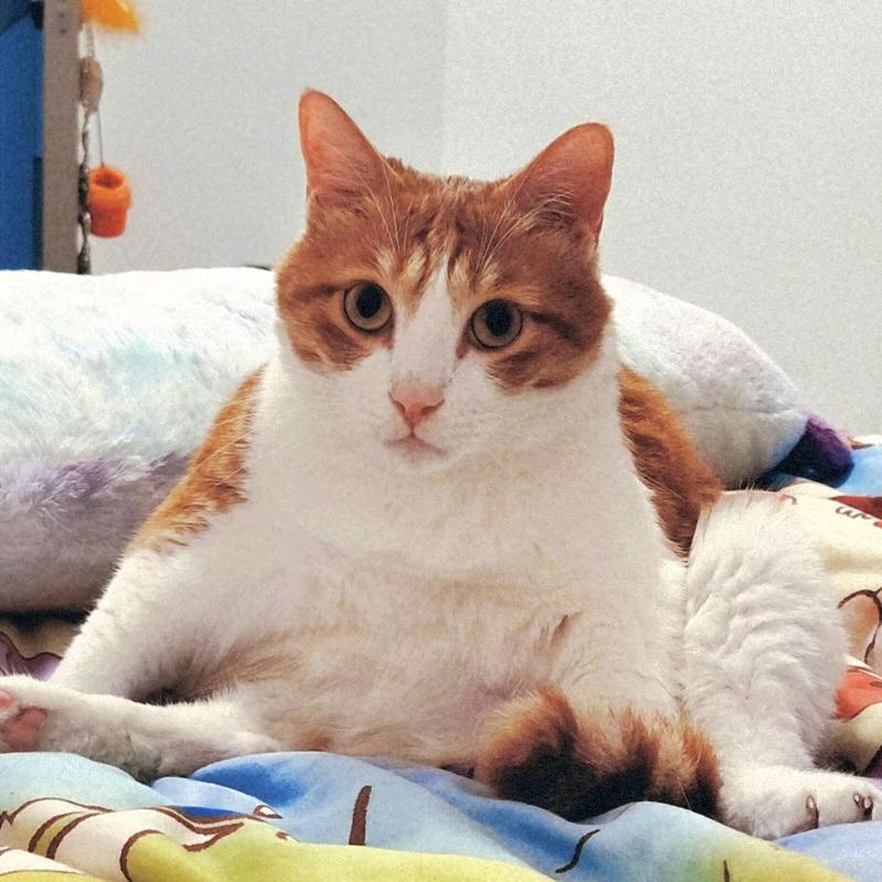 小陈不会反手（一千粉送球拍）