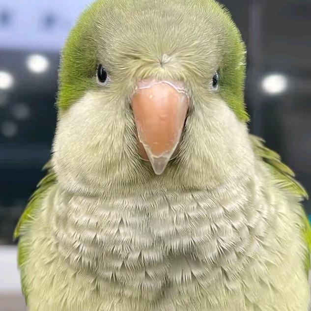 少音妙语