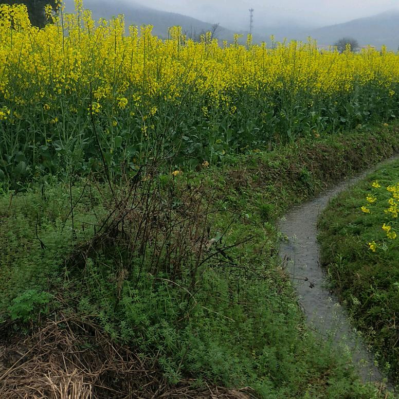 🌻明芳助农{只做高品质}