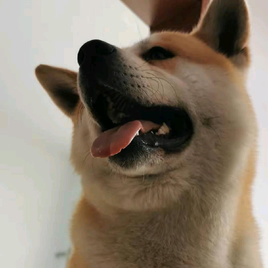 司子雄-