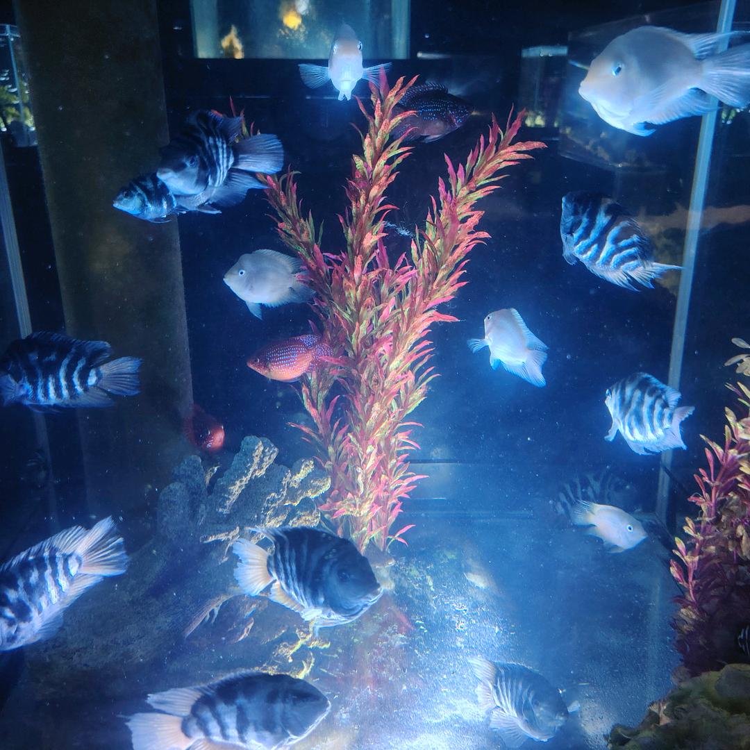 木工吊顶打柜子！💰༣碎银降ഒᩚ万物࿐