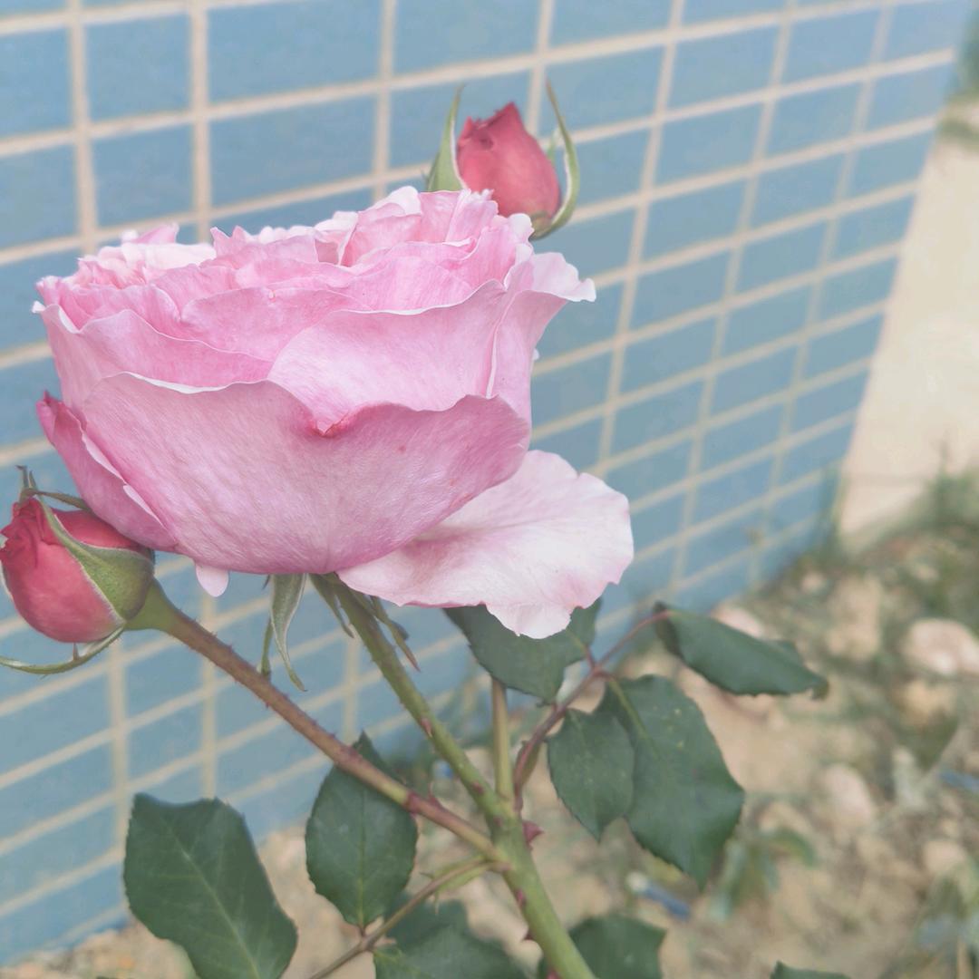 明～明