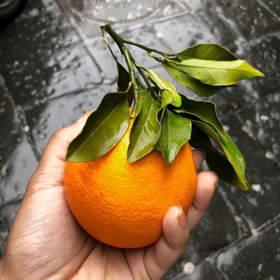 橘子爱打羽毛球