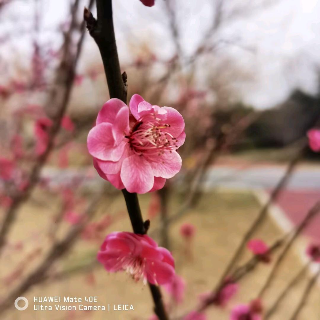 梅韵悠然